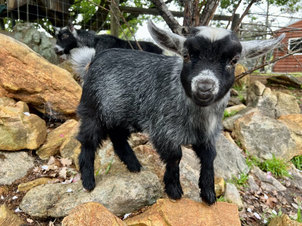 Pygmy Goat Kid for Sale. Black Agouti Pygmy Goat Buck